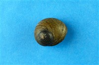 藏品(扭鐘螺)的圖片